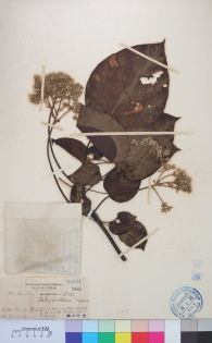Specimen thumbnail